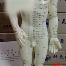 针灸经穴奇穴人体模型人体穴位模型针灸模型爱婴医疗器械批发