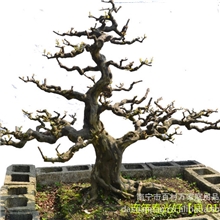 雀梅盆景，桩景，树木盆栽，经典之作，大量批发