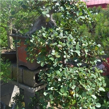 盆景批发树木盆景雀梅榆树九里香榕树盆景大量批发