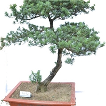 精品雀舌罗汉松盆景九里香盆景雀梅盆景岭南盆景