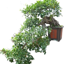 天生我才自然生成榕树盆景此树天上来