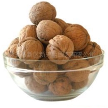 特价销售核桃树苗核桃苗8518核桃苗