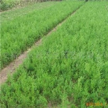 供应侧柏苗营养袋侧柏苗营养钵侧柏苗带土球侧柏苗500万株