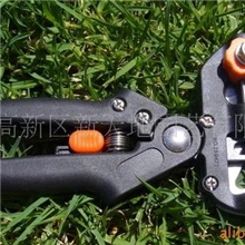 承接嫁接核桃苗木技术合作苗圃专用工具技术苗木用具技术合作