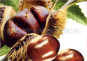 我要销售板栗苗山东板栗苗泰安板栗苗果苗我要销售嫁接板栗苗