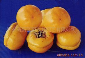 特价销售柿子树苗柿子树苗柿子苗木日本甜柿树苗供应树苗批发