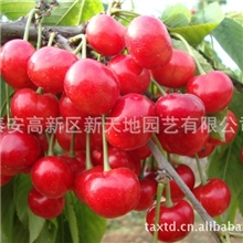 新天地@求购樱桃苗请找樱桃苗木专家帮您建樱桃高效园（图）