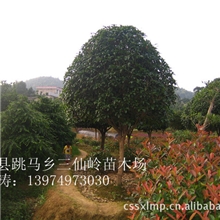 求购湖南桂花树价格绝对优惠八月桂花树苗，金桂桂花树桂花小苗