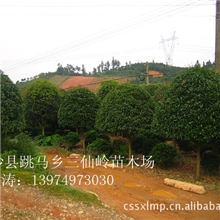 湖南桂花树价格便宜金桂桂花树苗状元红丹桂苗银桂桂花树品种齐全