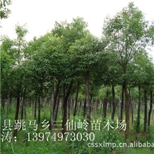 乔木-供应8公分香樟杀头带冠香樟截杆香樟批发园林苗木香樟