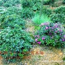 湖南杜鹃苗木杜鹃小球毛球杜鹃型号多种价格便宜