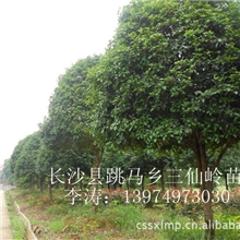 苗圃直销桂花桂花苗桂花树苗桂花树桂花价格实惠