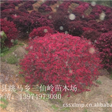 直销大红继木球毛红继木球湖南红继木价格低绿化工地用苗