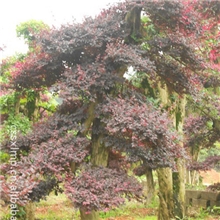 供应红继木红继木古桩园林绿化古桩绿化灌木