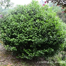 庭院绿化首选茶花苗绿化苗木工程苗灌木茶花树