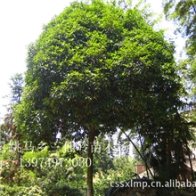 求购湖南桂花树八月桂花树桂花树小苗8cm精品桂花树冠幅饱满