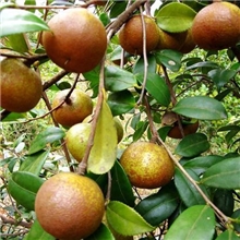 湖南油茶全国第一，已开花挂果的油茶树苗仅售3.5元/株