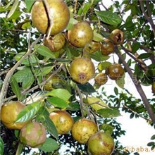 油茶种植基地供应中科大果红花油茶树/油茶种苗/油茶/苗木