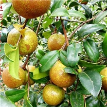 惊爆价：批发两年生高产油茶苗木，规格20-50cm部分有花蕾