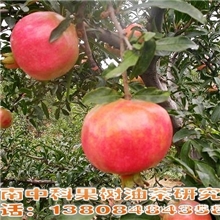 中国石榴基地推荐突尼斯/软籽石榴/石榴树/石榴/果树/苗木
