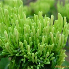 中药材苗/金银花苗/金花一号树型金银花/苗木/湖南苗木