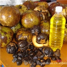 中科大果红花油茶单果重3斤/批供油茶树/油茶树种子/油茶子