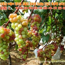 南方葡萄苗基地供应雨水红无核葡萄苗/苗木/葡萄苗价格国内最低