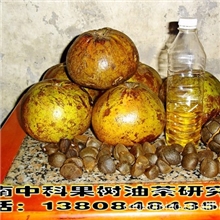 湖南中科大果红花油茶种植基地批发油茶树/油茶苗/油茶/苗木