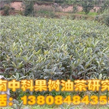 湖南枇杷基地供应早五星枇杷苗/枇杷树苗/枇杷/枇杷苗/树苗