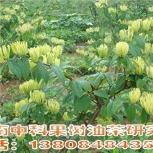 金银花生产基地批发供应金花一号树型金银花/苗木/金银花苗