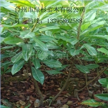 吃世上最大杨梅种东魁杨梅苗、杨梅树、成活100%专业培育公司
