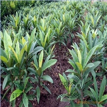 宁海白枇杷苗，白沙枇杷苗，枇杷实生苗、营养袋枇杷苗