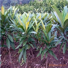 绿杉牌白沙枇杷苗、枇杷种苗、营养袋枇杷苗、宁海白枇杷苗