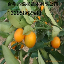 绿杉牌脆皮金桔树金桔苗