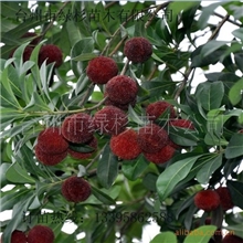 东魁杨梅苗、白沙枇杷苗、全国最大最纯东魁杨梅营养袋苗培育公司