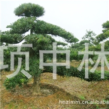 供应罗汉松树苗罗汉松树木罗汉松苗罗汉松苗木