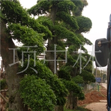 供应优质湖南榆树榆树小苗绿化苗木&para;园林绿化苗木榆树苗