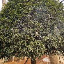 购苗就到柏加中铃苗圃大量批发优质湖南桂花&para;丹桂苗扦插苗