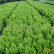 柏加中铃苗圃低价供应工程小苗木法国冬青本公司可以包栽包活