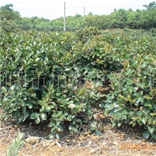 大量供应园林小苗茶梅球&para;茶梅小苗百合球红叶球滕球