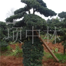 本公司大量供应各种别墅造型12公分罗汉松美好家园包栽包活