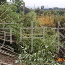 低价供应优质苗木带土球移植杨柳垂柳柳树垂柳价格