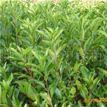 低价供应工程小苗木法国冬青&para;种苗绿化苗木茉莉花苗木