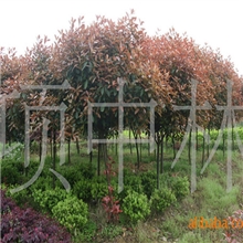 厂家低价供应红叶石楠规格其全欢迎各位朋友前来订购红叶石楠