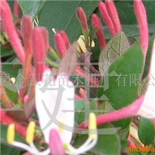供应红色金银花