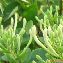 供应批发绿化苗木/四季金银花/金银花/药材/