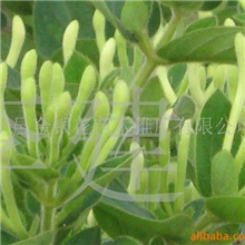 供应四季金银花金银花苗金银花鲁蕾二号树形金银花