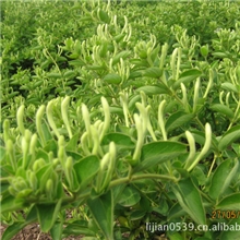 供应四季金银花苗树形金银花苗