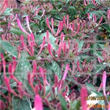 批发供应鲁蕾红色金银花