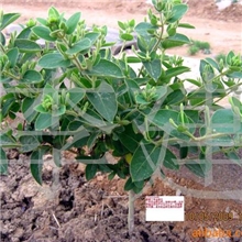 供应鲁蕾金银花苗平邑金银花金银花苗(图)